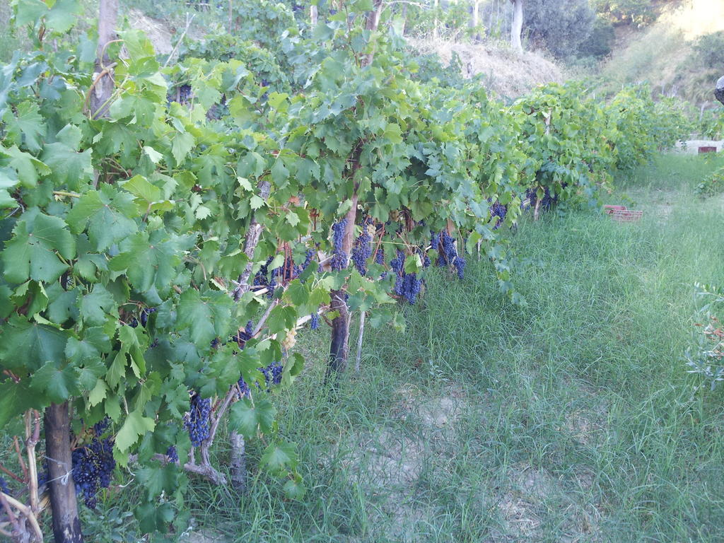Il Giardino Di Ausonia Bed & Breakfast Reggio Calabria Exterior photo